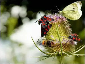 Oset, Pszczoła, Owady, Motyl