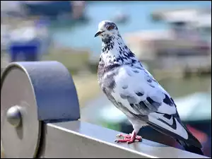 Gołąb