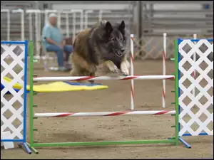 Owczarek belgijski Tervueren, przeszkoda