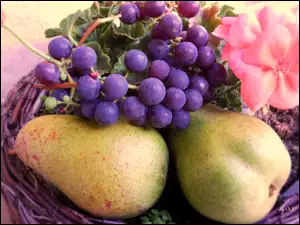 Gruszki, Różowa, Winogrona, Koszyk, Fioletowe, Pelargonia