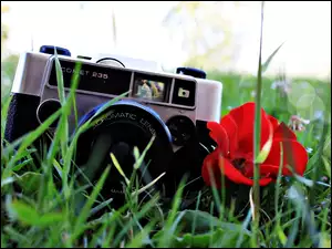 Aparat, Trawa, Fotograficzny, Róża