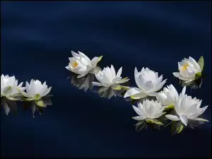 Lilie, Odbicie, Wodne, Woda