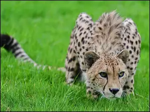 Gepard, Trawa
