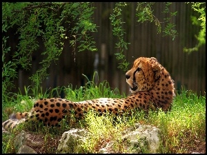 Kamienie, Gepard, Trawa