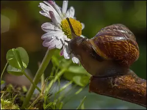 Aster, Ślimak, Konar