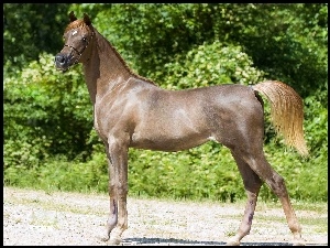 Zieleń, Koń, Arab