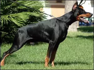 Doberman