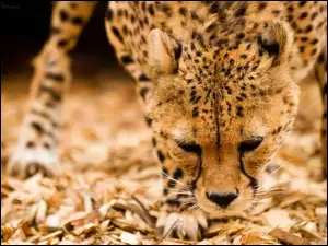 Gepard