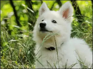 Samojed, Trawa, Szczeniak, Łąka