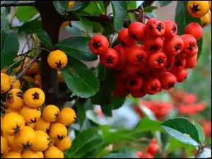 Żółta, Ognik, Czerwona, Pyracantha