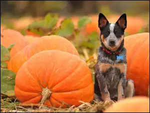 Australian Cattle Dog, Dynie