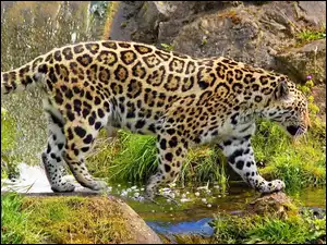 Skały, Jaguar, Woda