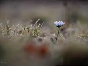 Trawa, Zmarznięta, Stokrotka