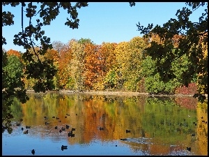 Park, Jesień, Staw, Kaczki