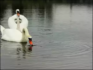 Jezioro, Łabędzie