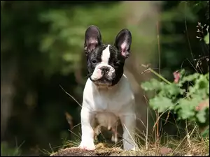 Buldog, Francuski