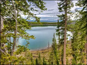 Park Narodowy Yellowstone, Krajobraz, Jeziora, Lasy