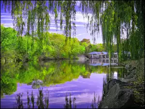 Staw, Nowy Jork, Drzewa, Central Park