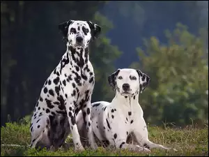 Las, Dalmatyńczyki, Polana