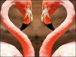 Flamingi