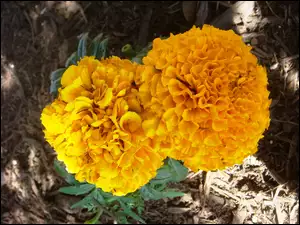 Tagetes erecta