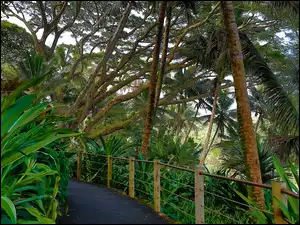 Tropikalny, Hawaje, Ogród Botaniczny, Deptak