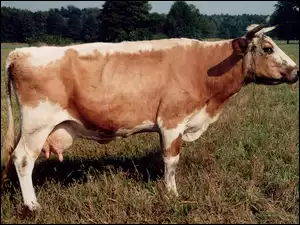 Krowa