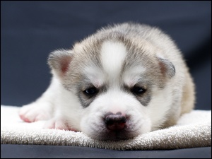 Husky, Słodki, Szczeniak