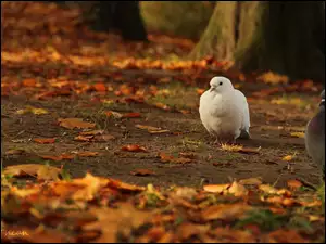 Biały, Liście, Gołąb, Suche