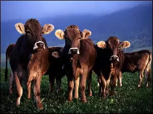 Krowy, Łąka
