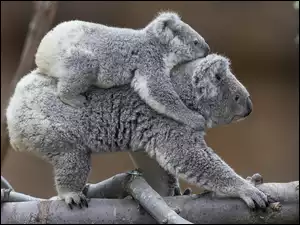 Dwa, Koala, Konar, Zabawa, Drzewa, Misie