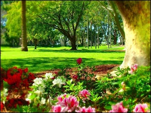 Wiosna, Australia, Hyde Park, Sydney