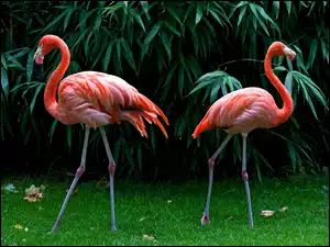 Dwa, Krzewy, Flamingi, Trawa