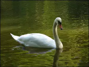 Łabędź, Staw