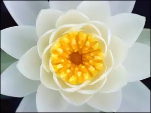 Biała, Lilia wodna