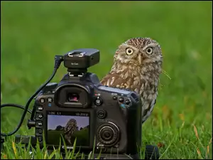 Sowa, Fotograficzny, Łąka, Aparat