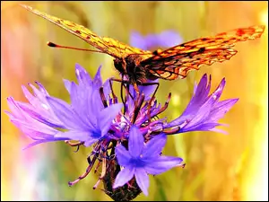 Motyl, Chaber