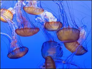 Meduzy