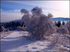 Ośnieżone, Droga, Lasy, Zima, Góry, Drzewa
