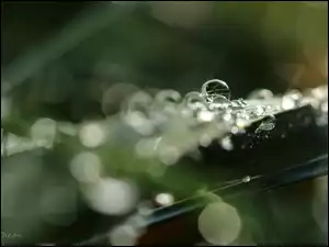 Kropelki, Bokeh, Rosy, Trawa