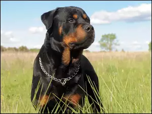 Rottweiler, Łąka