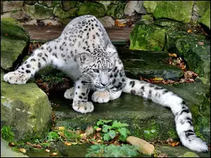 Irbis, Śnieżna, Kamienie, Pantera, ZOO