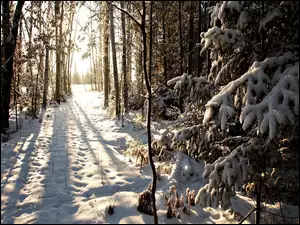 Las, Drzewa, Zima, Ośnieżone