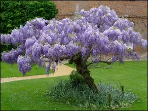 Ogród, Wisteria