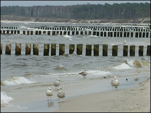 Morze Bałtyckie, Mewy
