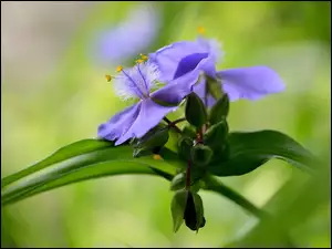 Tło, Kwiat, Pąki, Spiderwort, Liście