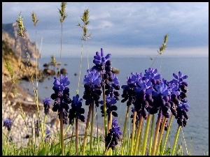 Brzeg, Szafirek, Trawy, Suche, Jezioro