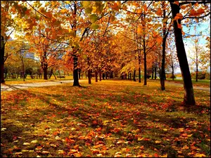 Jesień, Park, Drzewa, Kolorowe, Liście