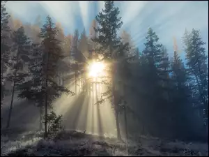Promienie Słońca, Las, Szron