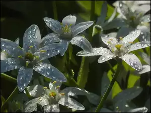 Białe, Krople, Wielosił, Rosy, Późny, Kwiaty